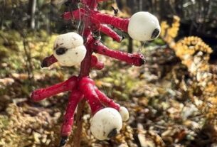 white baneberry