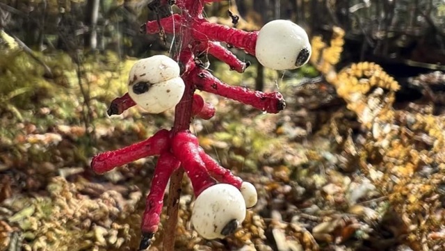 white baneberry