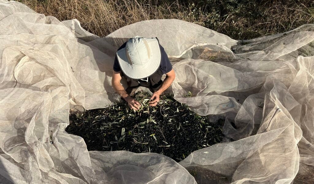 The Aharon family from Yiftah harvesting olives.