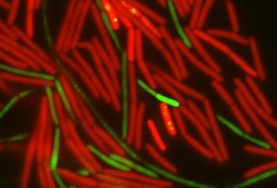 Hebrew University Study Reveals How Bacterial Motion Drives the Spread of Antibiotic Resistance